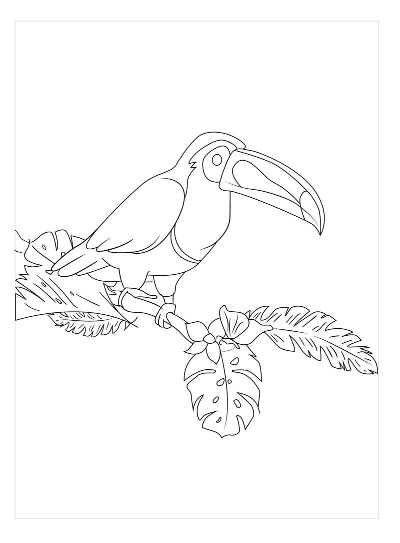 Thỏa sức sáng tạo cùng Tranh tô màu chim toucan hoạt hình đáng yêu