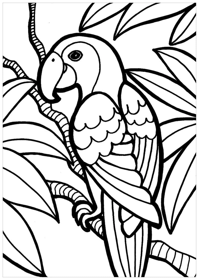 Bộ sưu tập Tranh tô màu chim toucan vector sắc nét tuyệt vời