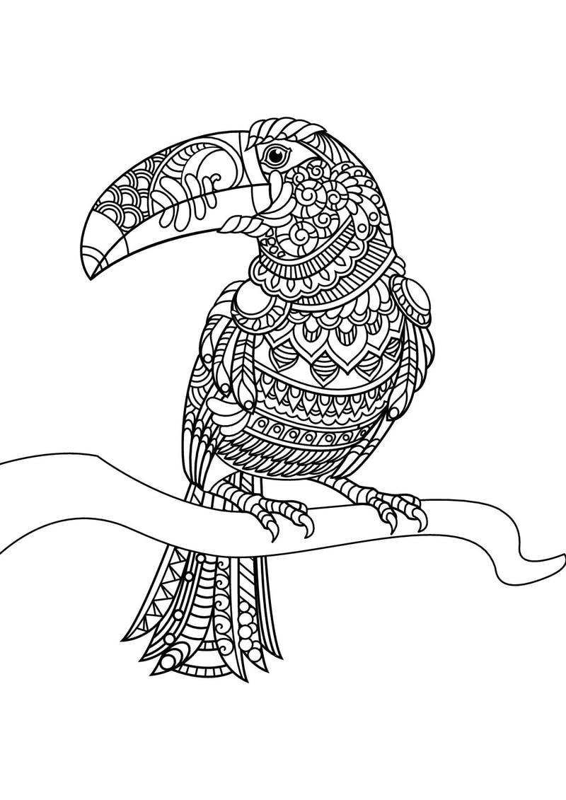 Khám phá thiên nhiên qua Tranh tô màu chim toucan phong cảnh rừng nhiệt đới sinh động