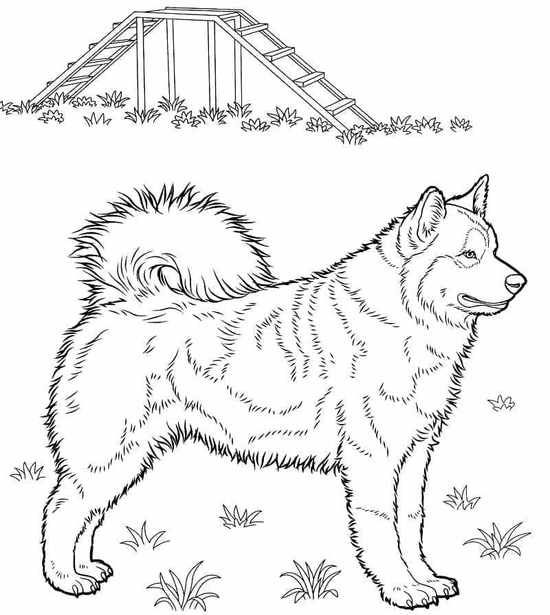 Thỏa sức sáng tạo với tranh tô màu chó husky dễ thương