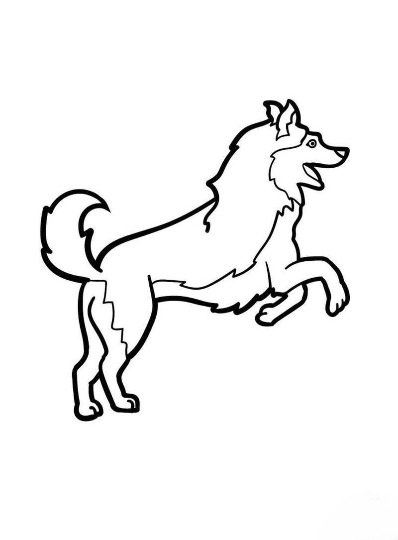 Bé yêu thích tranh tô màu chó husky cho bé vui nhộn