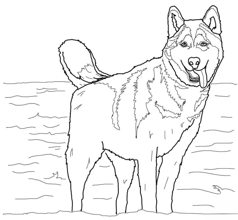 Vẽ vui nhộn cùng tranh tô màu chó husky hoạt hình hấp dẫn