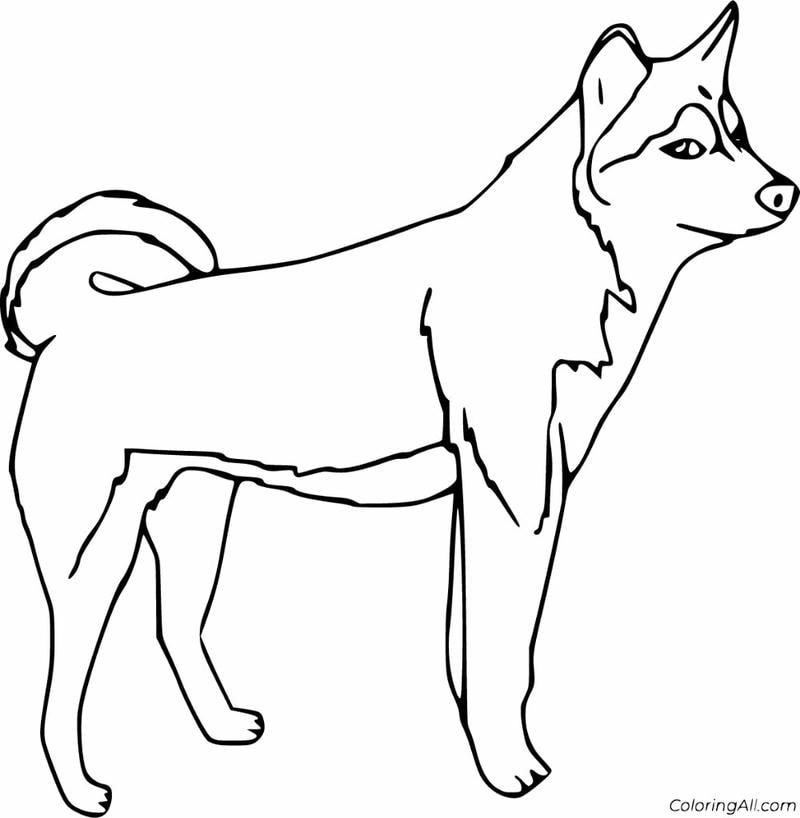Khám phá tranh tô màu chó husky đẹp sinh động và ngộ nghĩnh