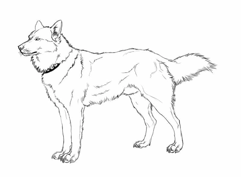 Bé học vẽ với tranh tô màu chó husky cho trẻ em sinh động