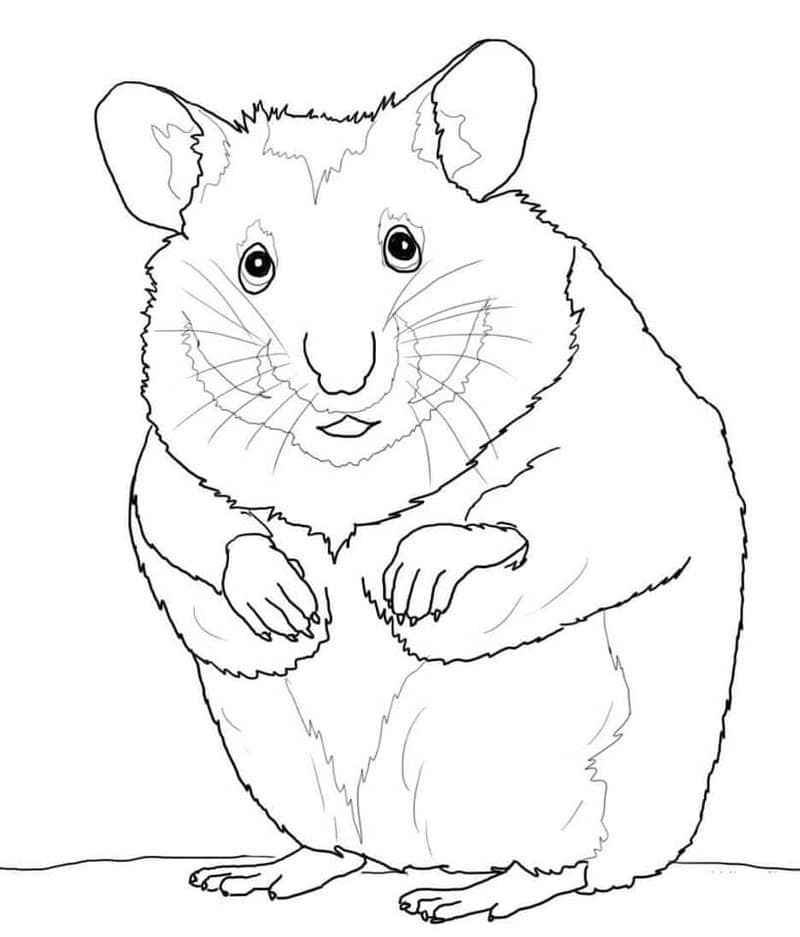 Tận hưởng niềm vui với tranh tô màu hamster đáng yêu siêu dễ thương