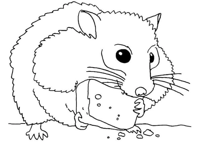 Khám phá tranh tô màu chuột hamster dễ thương giúp bé rèn luyện khéo léo