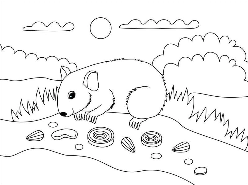Giúp bé học vừa chơi qua tranh tô màu hamster cho bé sinh động