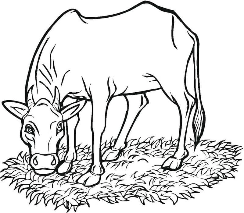 Khám phá sự thú vị của tranh tô màu con bò ăn cỏ để bé rèn luyện kỹ năng tô màu