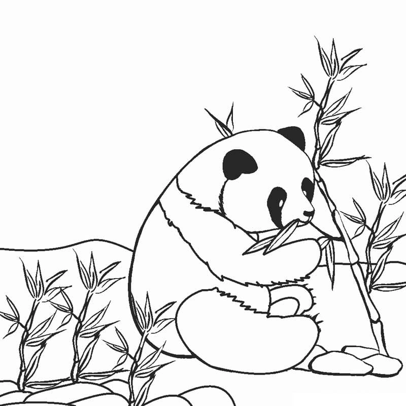 Vui học cùng tranh tô màu gấu trúc kiki sinh động