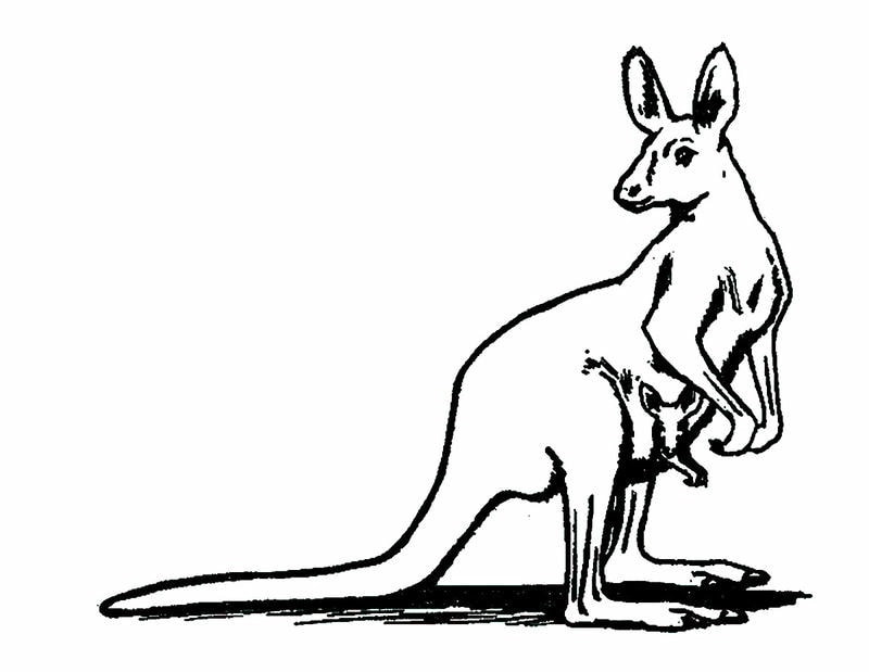 Xem ngay mẫu tranh tô màu kangaroo dễ thương và sống động
