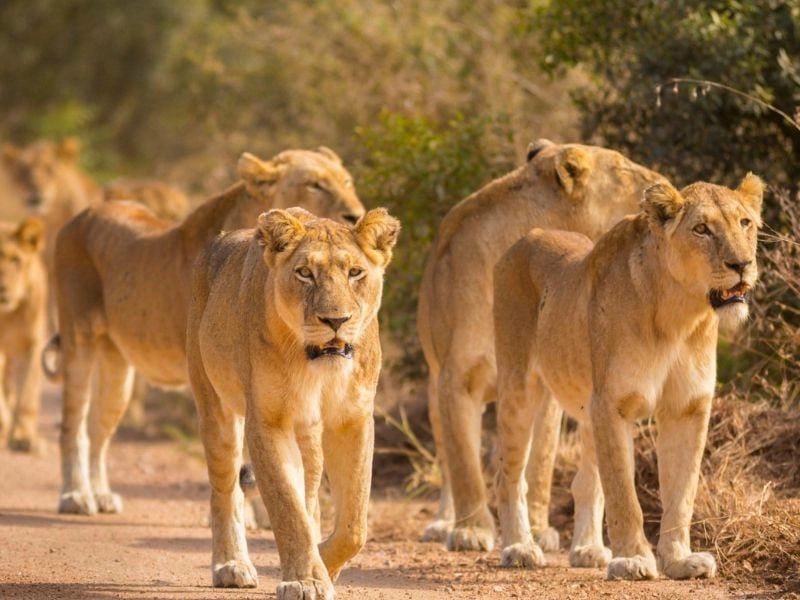 Đắm mình trong vườn quốc gia Kruger safari