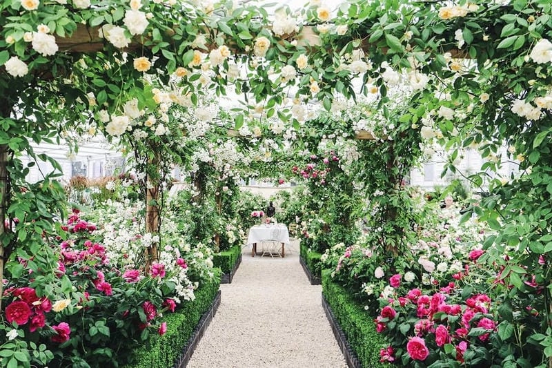 Lạc lối trong lễ hội Chelsea Flower Show đặc sắc