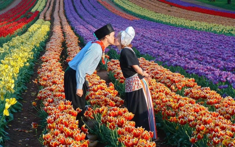 Cùng đắm mình trong lễ hội Tulip Time rực rỡ