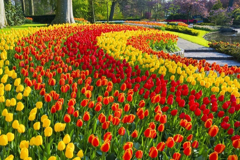 Tìm về lễ hội Tulip Time cuốn hút