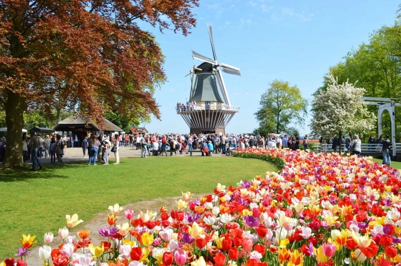 Cười sảng với lễ hội Tulip Time lãng mạn