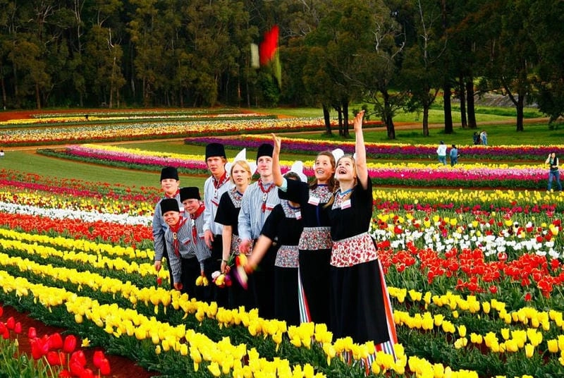 Tải ngay lễ hội Tulip Time hấp dẫn