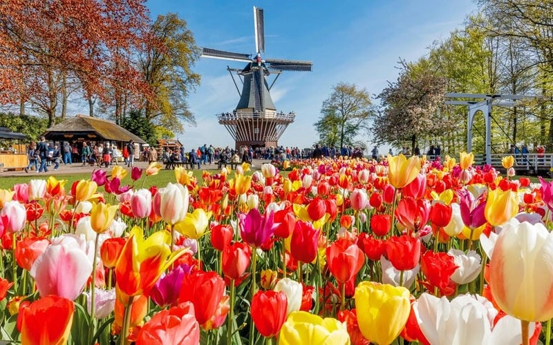 Tìm hiểu đôi nét giới thiệu về lễ hội Tulip Time