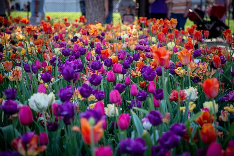 Khám phá các hoạt động chính tại lễ hội Tulip Time