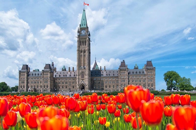 Lạc lối trong lễ hội Tulip Time mùa xuân