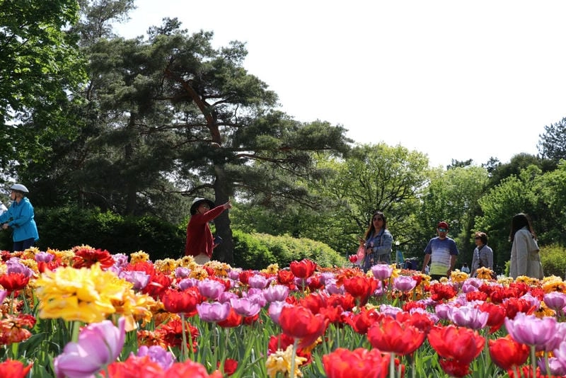 Thức dậy cùng lễ hội Tulip Time đẹp mắt