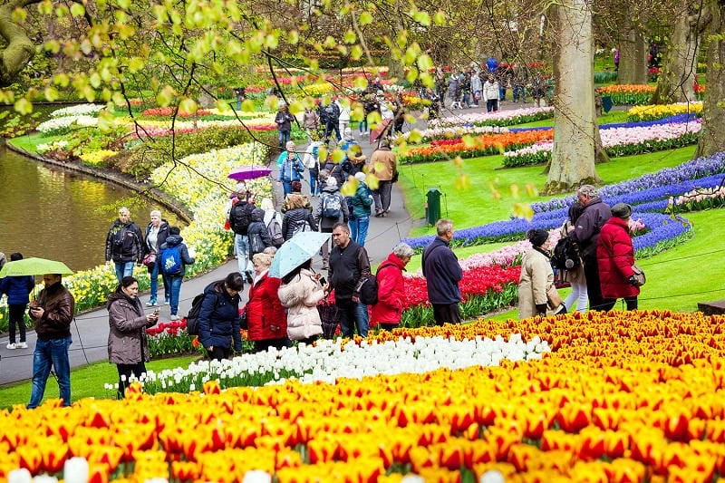 Sưu tầm những bức lễ hội Tulip Time nhộn nhịp