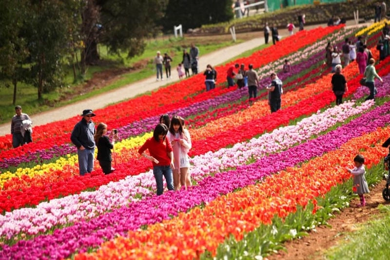 Cùng du ngoạn lễ hội Tulip Time tươi vui
