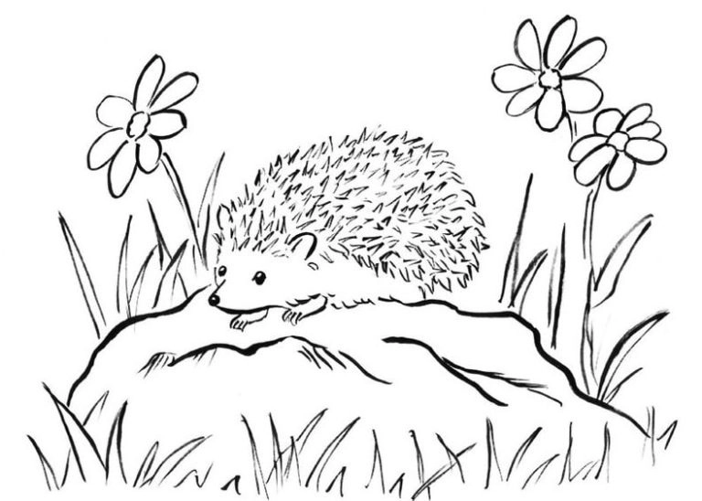 Tranh tô màu con nhím dễ thương ngộ nghĩnh đáng yêu