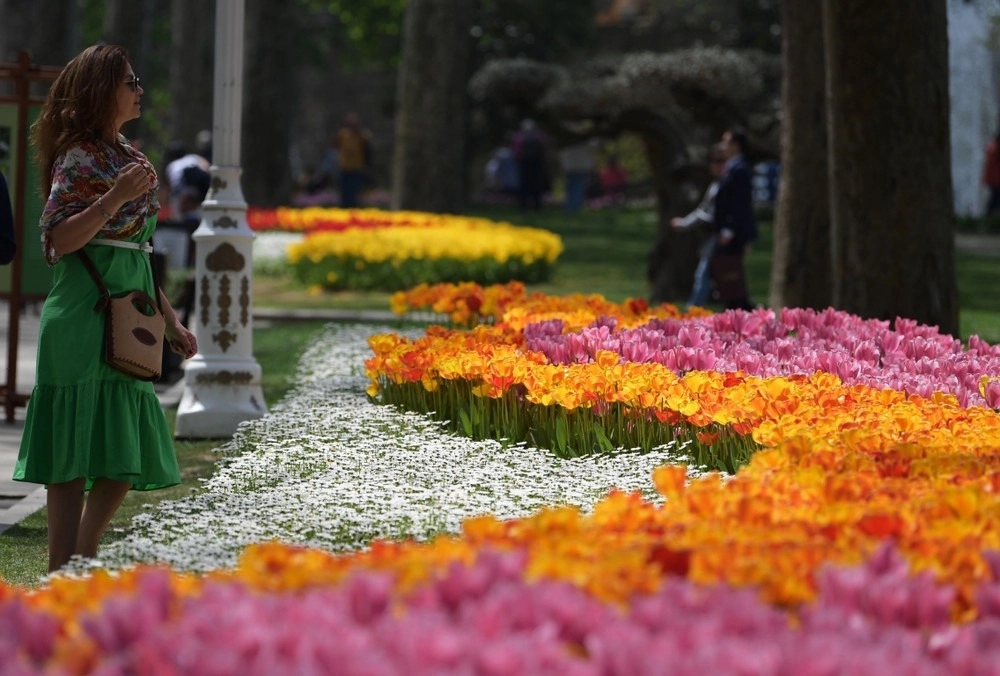 Lễ hội tulip time mỹ diễn ra nổi bật tại bang michigan