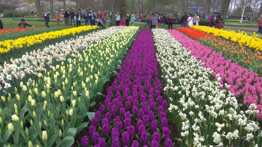 Lễ hội tulip time nổi tiếng với hàng triệu bông hoa tulip rực rỡ