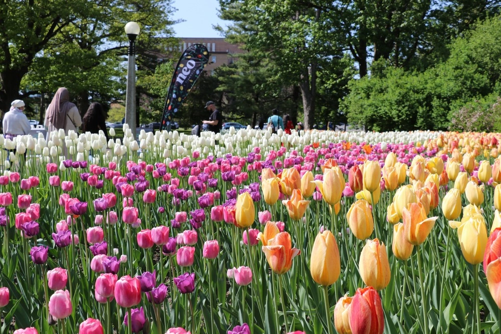 Tulip time festival thu hút du khách bởi không gian hoa đầy màu sắc