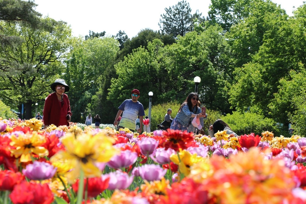 Tulip time là gì được nhiều người tìm hiểu khi nhắc đến lễ hội hoa