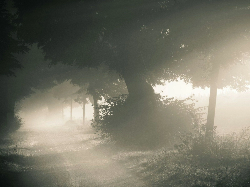 Ảnh sương mù đà lạt thể hiện vẻ đẹp đặc trưng cao nguyên