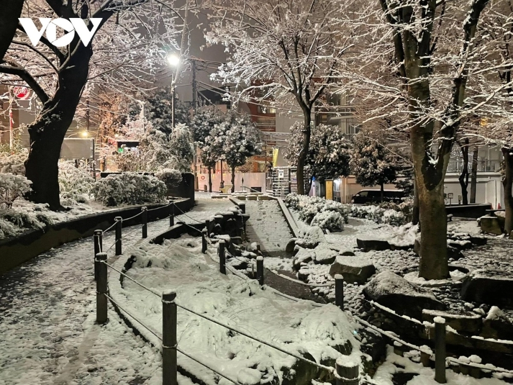 Ảnh phong cảnh tuyết đẹp thu hút với màu trắng tinh khôi