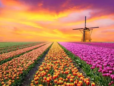 Ảnh cánh đồng hoa tulip đầy màu sắc lung linh huyền ảo