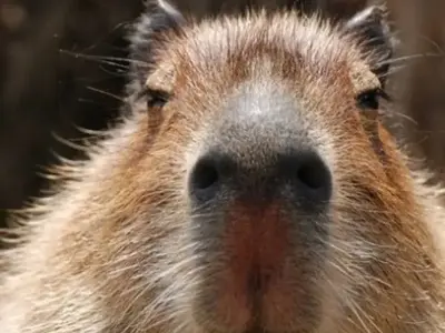 Ảnh capybara meme dễ thương và bá đạo nhất trên mạng xã hội