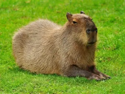 Tổng hợp ảnh capybara meme cute hài hước khiến tim tan chảy
