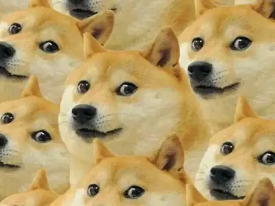 Những ảnh Cheems meme độc đáo đang hot trên mạng xã hội