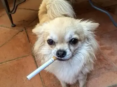 Tổng hợp ảnh Chihuahua meme cực dễ thương và vui nhộn