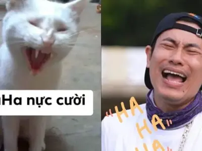 Cập nhật bộ sưu tập ảnh haha meme cực bựa và hài hước