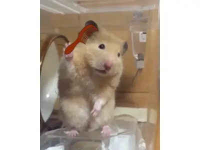 Khám phá loạt ảnh hamster meme cute khiến bạn cười