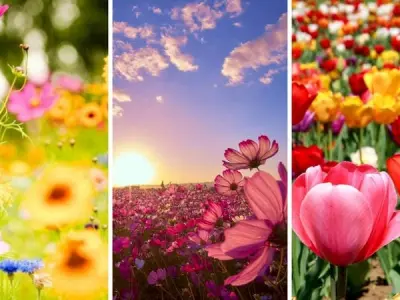 Khám phá bộ sưu tập hình nền hoa đẹp rực rỡ sắc màu