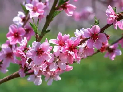 Vẻ đẹp hoa đào rực rỡ trong ngày Tết cổ truyền Việt Nam