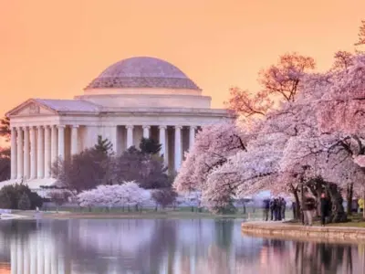 Lễ hội hoa anh đào Washington D.C. rực rỡ sắc xuân tuyệt đẹp