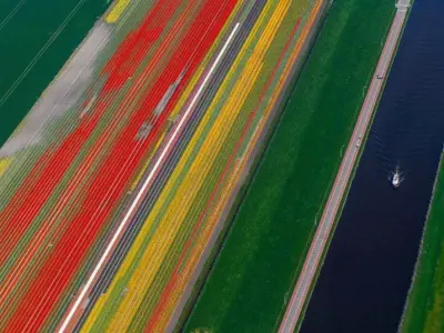 Lễ hội hoa Tulip Hà Lan rực rỡ sắc màu mùa xuân châu Âu