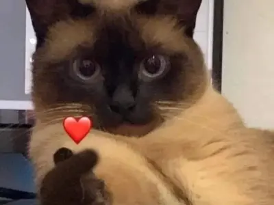 Ảnh meme avatar hài vui nhộn cực chất cho mạng xã hội