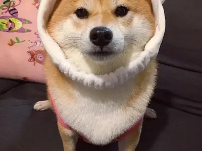 Ảnh meme chó hài hước bá đạo khiến bạn cười không ngớt