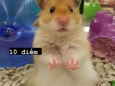 Ảnh meme chuột cực hài hước khiến bạn cười không ngớt