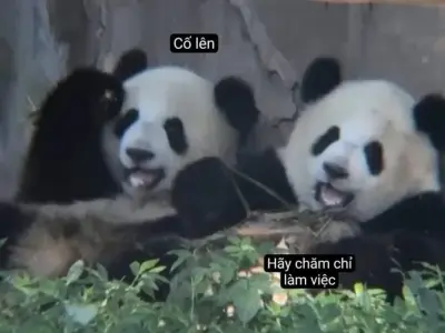 Tải ngay ảnh meme cố lên hài hước cực chất cho bạn bè