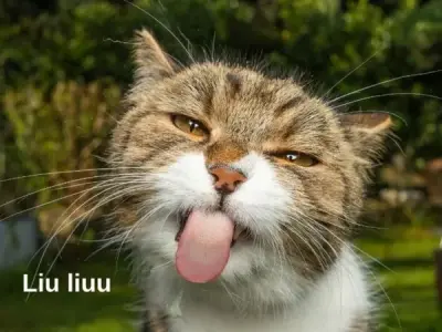 Những ảnh meme cute dễ thương khiến bạn cười nghiêng ngả