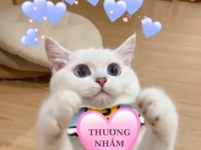 Cập nhật ảnh meme dễ thương cực đáng yêu và vui nhộn